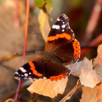 опять про бабочек 2 :: Александр Прокудин