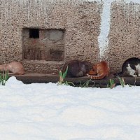 не повезло им стать домашними ...кормлю :: Любовь не повезло им стать домашними ...кормлю :: Любовь