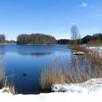 Зима вернулась обильным снегопадом. :: Милешкин Владимир Алексеевич 