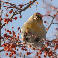 Щур. :: Виктор Иванович Чернюк