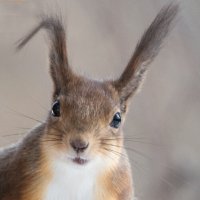 *** :: Владимир Безбородов *** :: Владимир Безбородов