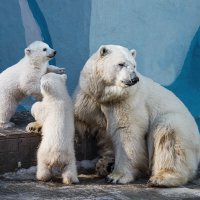 Белый :: SanSan 