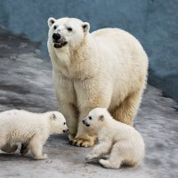 Белый :: SanSan 