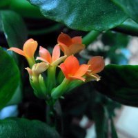 Каланхоэ. :: nadyasilyuk Вознюк Каланхоэ. :: nadyasilyuk Вознюк