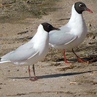 Озёрные чайки :: Лина Озёрные чайки :: Лина