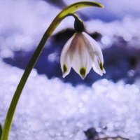 Стойкий красавчик :: Людмила Смородинская Стойкий красавчик :: Людмила Смородинская