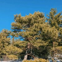 Весна пришла :: Георгиевич 