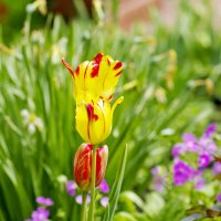 Тюльпаны :: Сергей Швечков