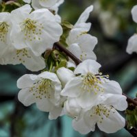 Вишня  цветёт :: Валентин Семчишин