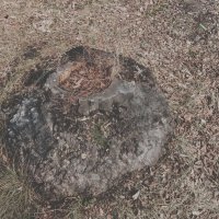 Пень-вулкан :: Игорь Солдаткин