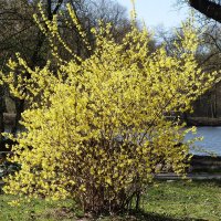 Форзиция :: Рита Симонова