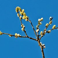 С Вербным Воскресеньем!❤️ :: Светлана С Вербным Воскресеньем!❤️ :: Светлана