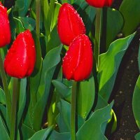 тюльпаны :: Giant Tao /