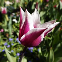 "...Какая прелесть! - цвет тюльпана. Какая нежность, стиль в цветке. ,,," :: Галина 