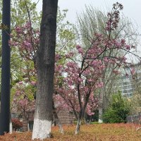 Весна в Китае :: Ирэн 