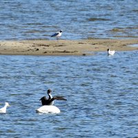 весна :: ИННА ПОРОХОВА весна :: ИННА ПОРОХОВА