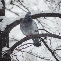 *** :: Николай Чекалин