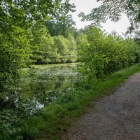 По лесопарку... :: Николай Гирш