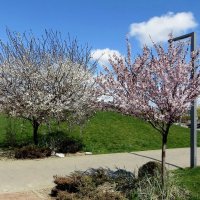 Цветущий апрель в МЕГА Парке Аксая :: Татьяна Смоляниченко