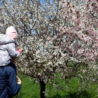 Аромат цветущего апреля :: Татьяна Смоляниченко