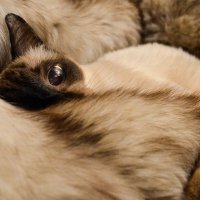 Шуба в шубе :: Татьяна Аникина Шуба в шубе :: Татьяна Аникина