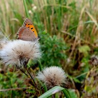опять про бабочек 6 :: Александр Прокудин опять про бабочек 6 :: Александр Прокудин