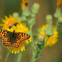 опять про бабочек 10 :: Александр Прокудин