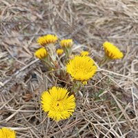 Солнышки :: Pippa Солнышки :: Pippa