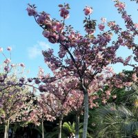 ЧЕРЕШНЕВЫЙ САД. АПРЕЛЬ 2025 :: Tata Wolf