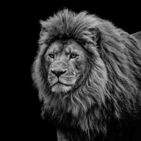 Лев :: SanSan 