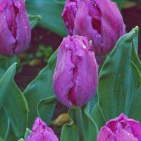 Фиолетовый тюльпан :: Giant Tao /