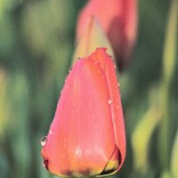 Красный тюльпанчик :: Giant Tao /