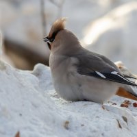 Свиристель. :: Виктор Иванович Чернюк