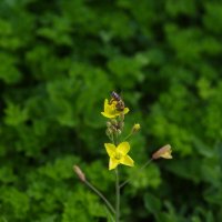 За работой :: Сергей Швечков