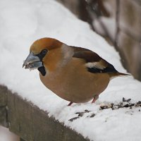 Дубонос :: Лина Дубонос :: Лина