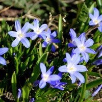 Хионодокса :: Татьяна Лютаева Хионодокса :: Татьяна Лютаева