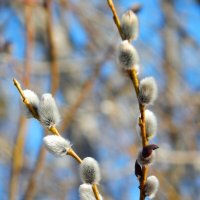 Верба :: Юлия Голикова