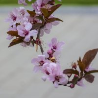 Яблоня Черри :: Валентин Семчишин