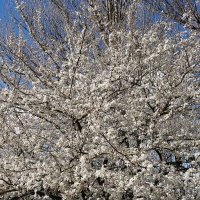 Апрельское цветение :: Рита Симонова Апрельское цветение :: Рита Симонова