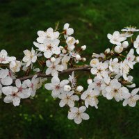 Апрельское цветение :: Рита Симонова