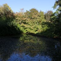 Утро ботанического сада :: Ольга Утро ботанического сада :: Ольга