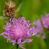 Василёк луговой... :: Николай Гирш Василёк луговой... :: Николай Гирш