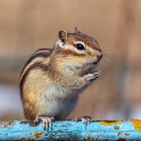 Бурундук. :: Анатолий. Chesnavik.