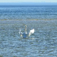 вксна :: ИННА ПОРОХОВА