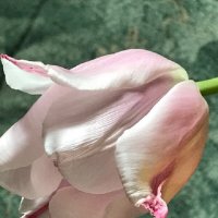 Весна берёт своё! :: Татьяна Юрасова