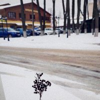 снежный апрель в Киржаче :: Любовь снежный апрель в Киржаче :: Любовь