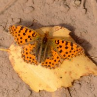 опять про бабочек 13 :: Александр Прокудин