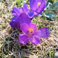 Крокус :: Сапсан 