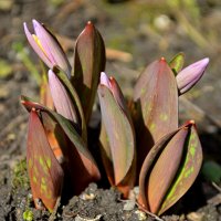 Кандык просыпается :: Татьяна Лютаева