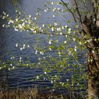 Апрельское цветение :: Рита Симонова Апрельское цветение :: Рита Симонова